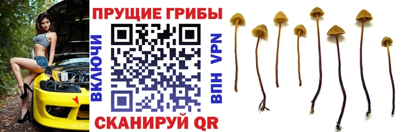 блэк спрут ССЫЛКА  Никольское  Галлюциногенные грибы прущие грибы  купить закладку 
